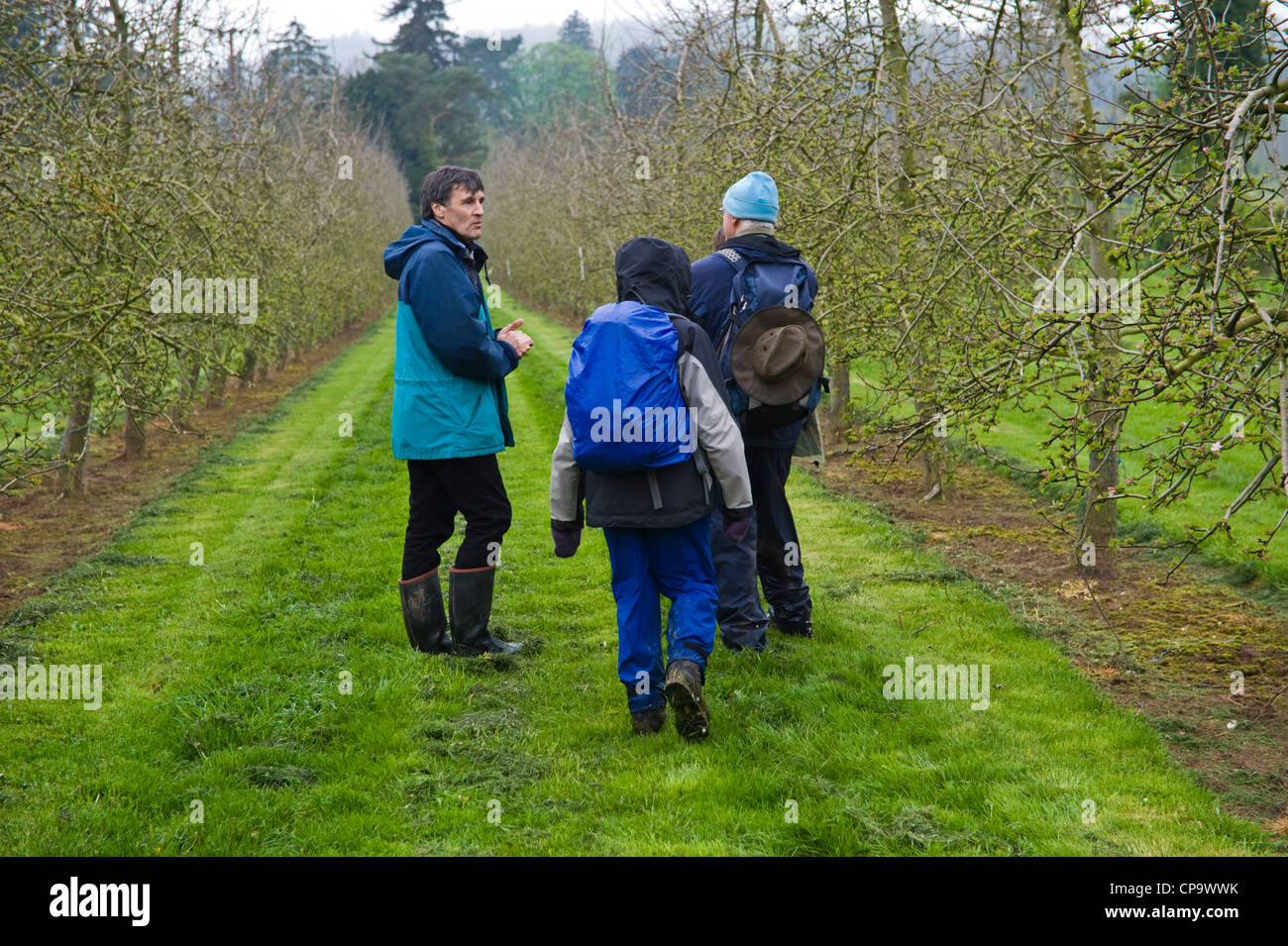 Guided walk around cider apple orchards part of THE BIG APPLE