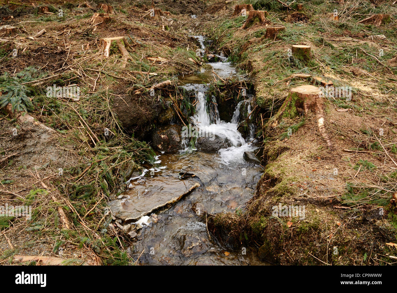 Small stream clogged with forestry debris after felling operations. Stock Photo