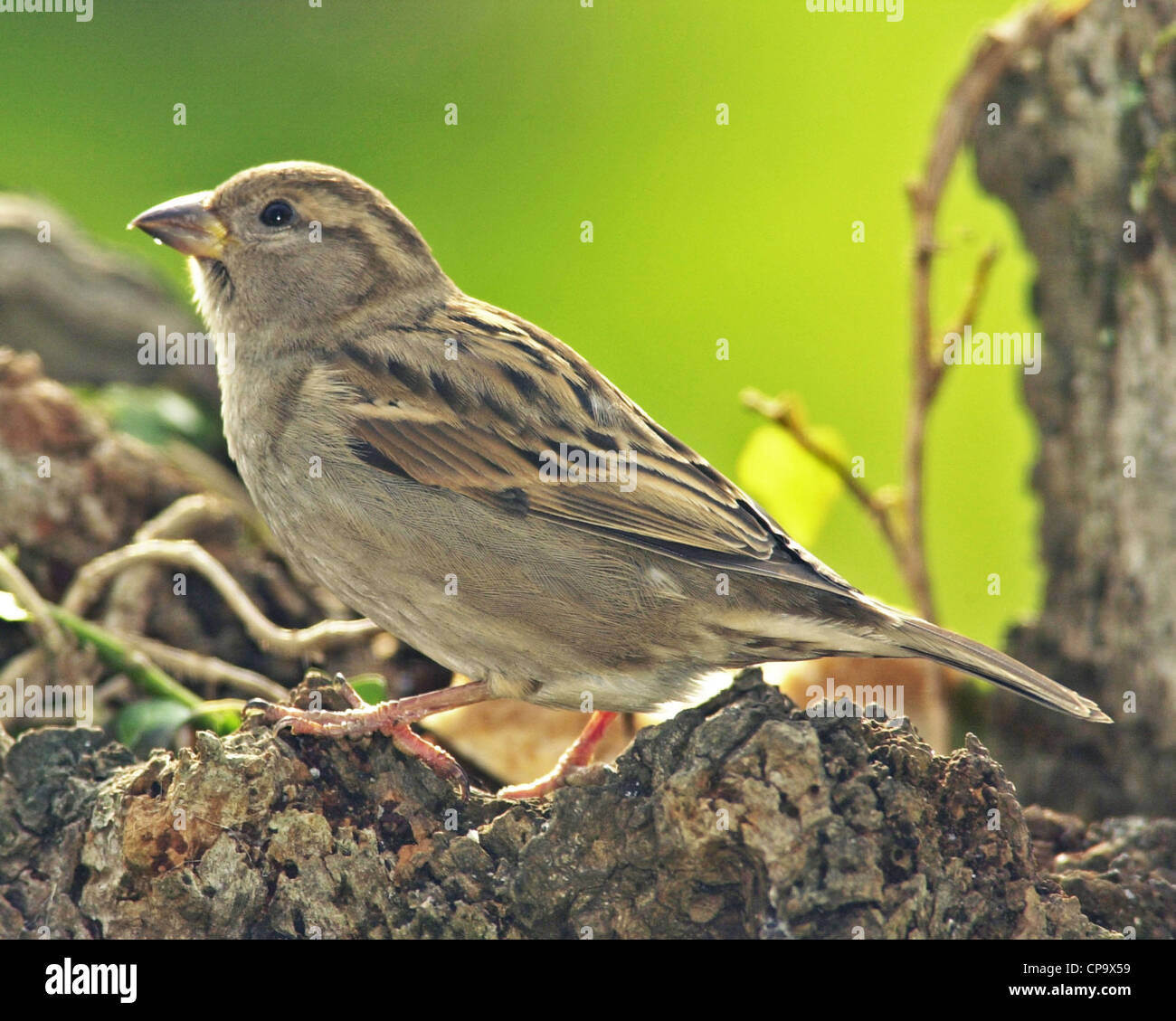 House sparrow (passer domesticus) UK garden bird female Stock Photo