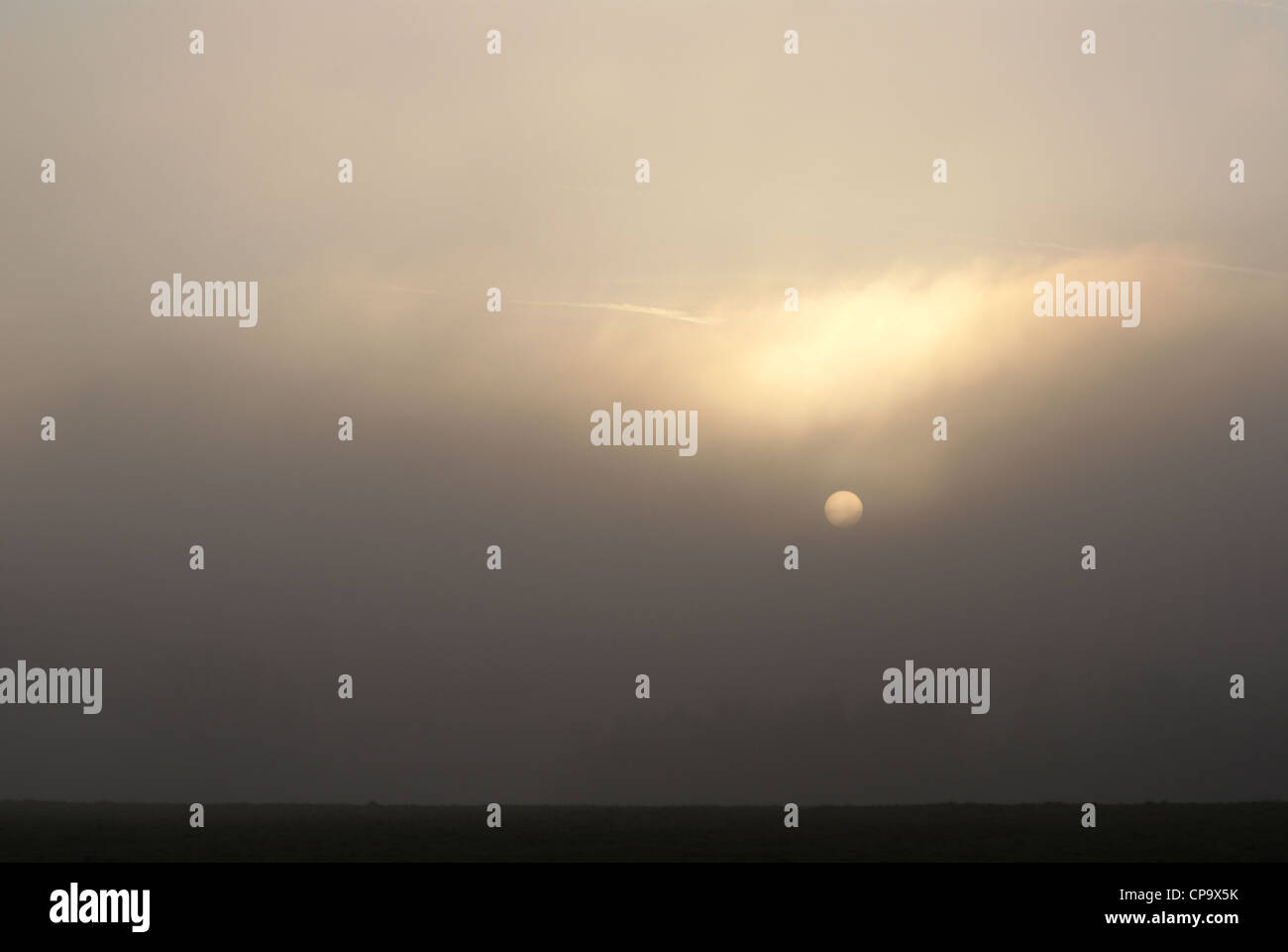 Botanical Garden in fog, Germany, Cologne Stock Photo Alamy