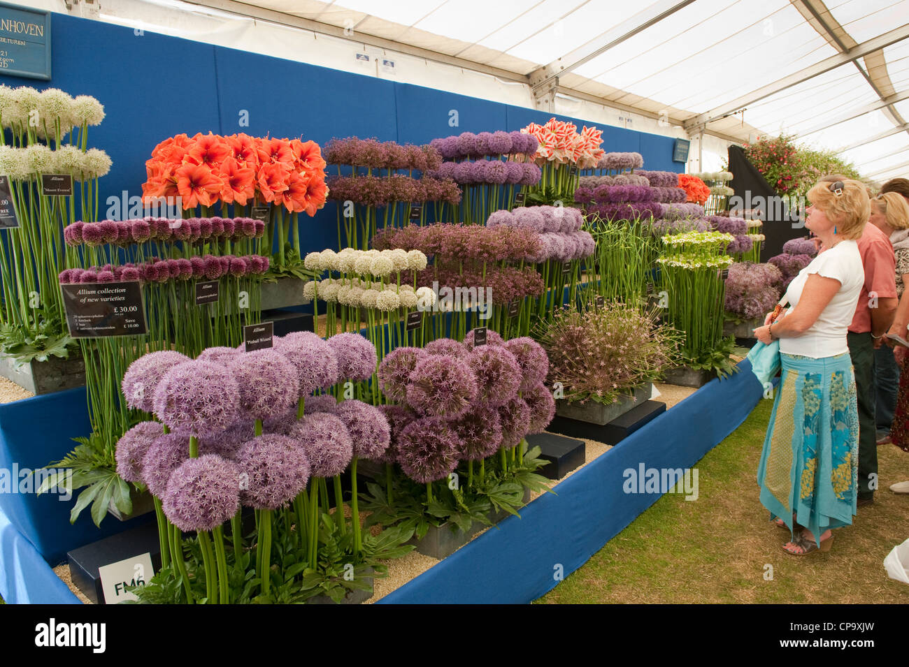 Visitors viewing floral display inside giant marquee (people looking at alliums & amaryllis) - RHS Flower Show, Tatton Park, Cheshire, England, UK. Stock Photo