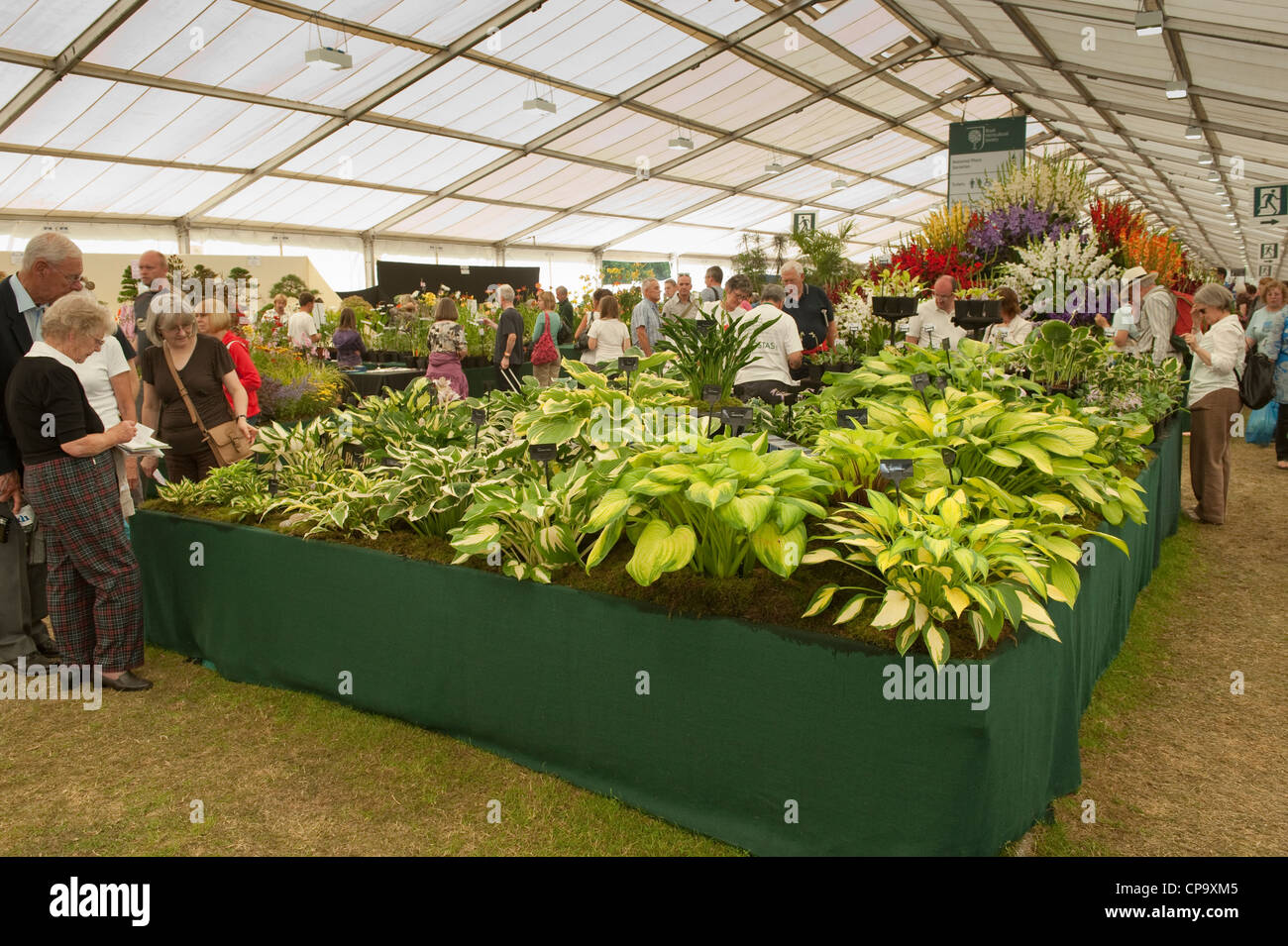 Hostas Rhs Flowering hostas hi-res stock photography and images - Alamy