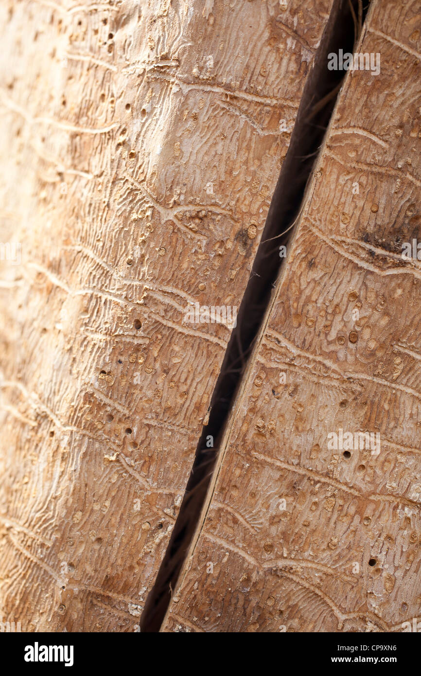 cracked wood Stock Photo