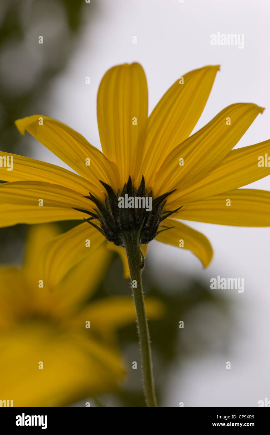 Yellow Daisy flower - Euryops acraeu. Popular garden flower shot from below Stock Photo