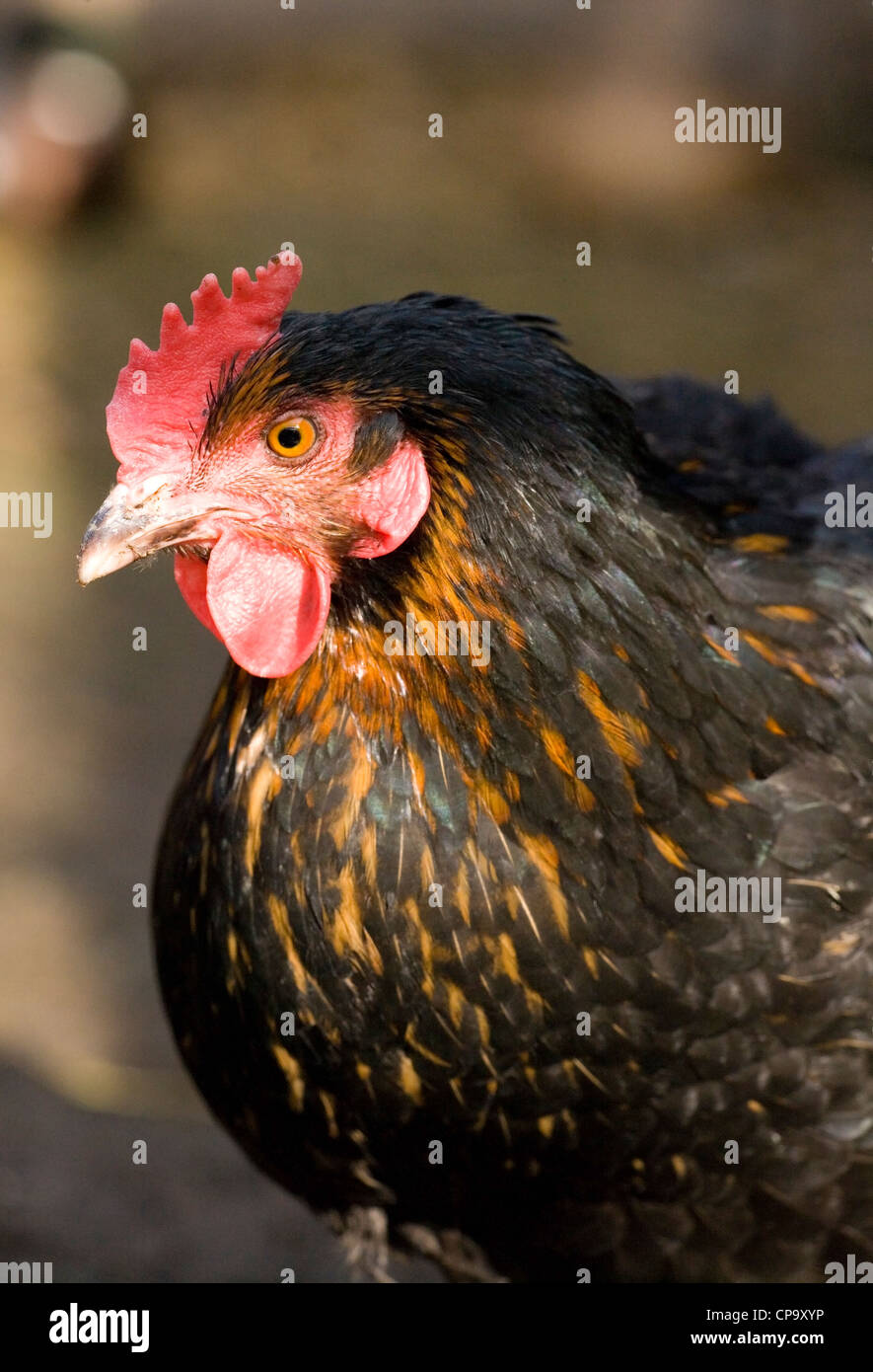 Free range chicken Portrait of single male adult UK Stock Photo
