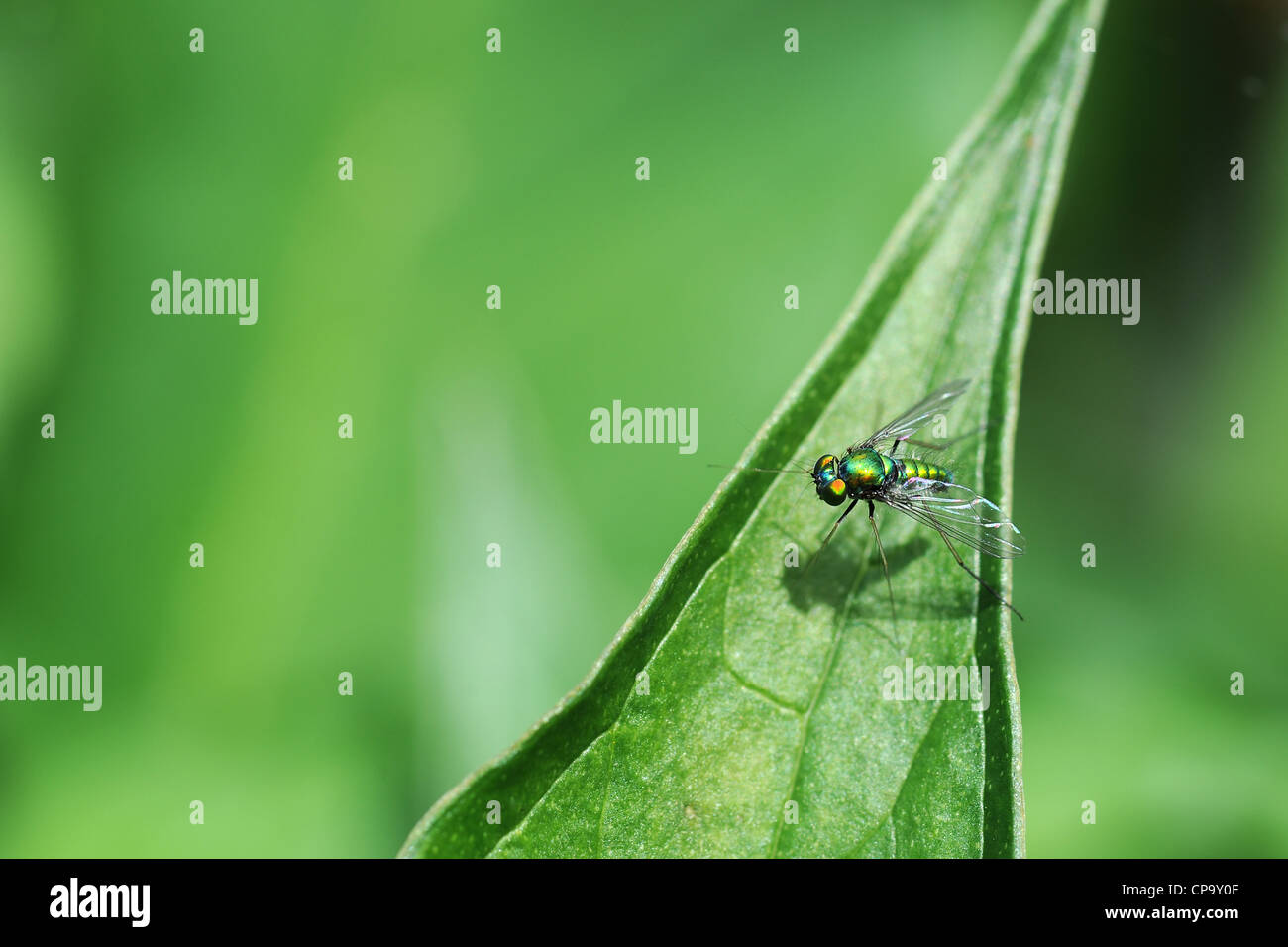 Macro of green long-legged fly (Dolichpodidae sciapodinae) perching on leaf Stock Photo
