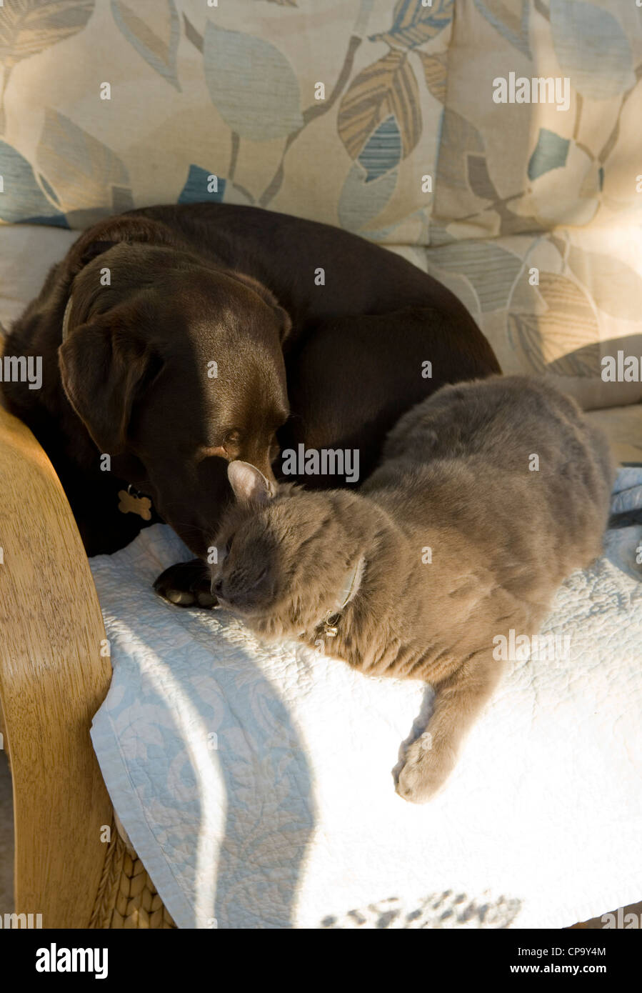 Domestic cat and dog Two pets laying on a sofa UK Stock Photo