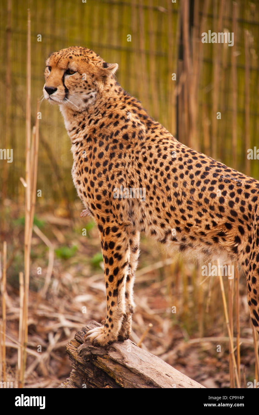 Cheetah Chester Zoo, Cheshire, England Stock Photo Alamy