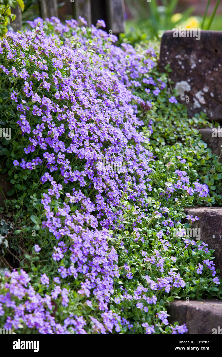 Aubrieta on cottage garden steps made from old mill wheels, Worcestershire, England, UK Stock Photo
