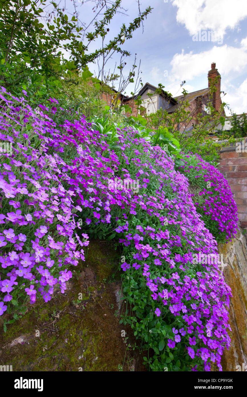 Aubrieta on cottage garden wall, Worcestershire, England, UK Stock Photo