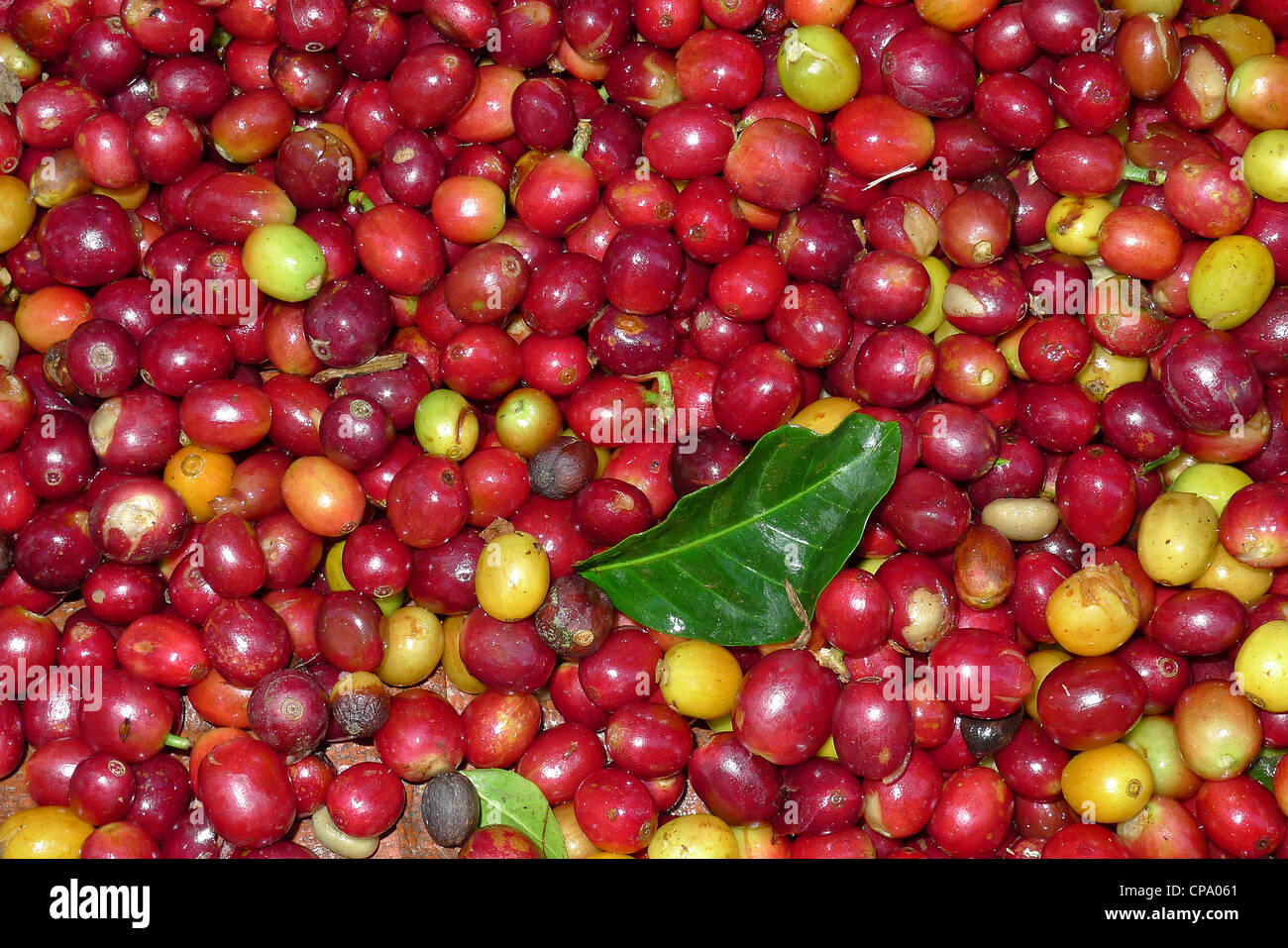 Cafe De Nicaragua High Resolution Stock Photography And Images Alamy Cafe De Nicaragua High Resolution Stock Photography And Images Alamy