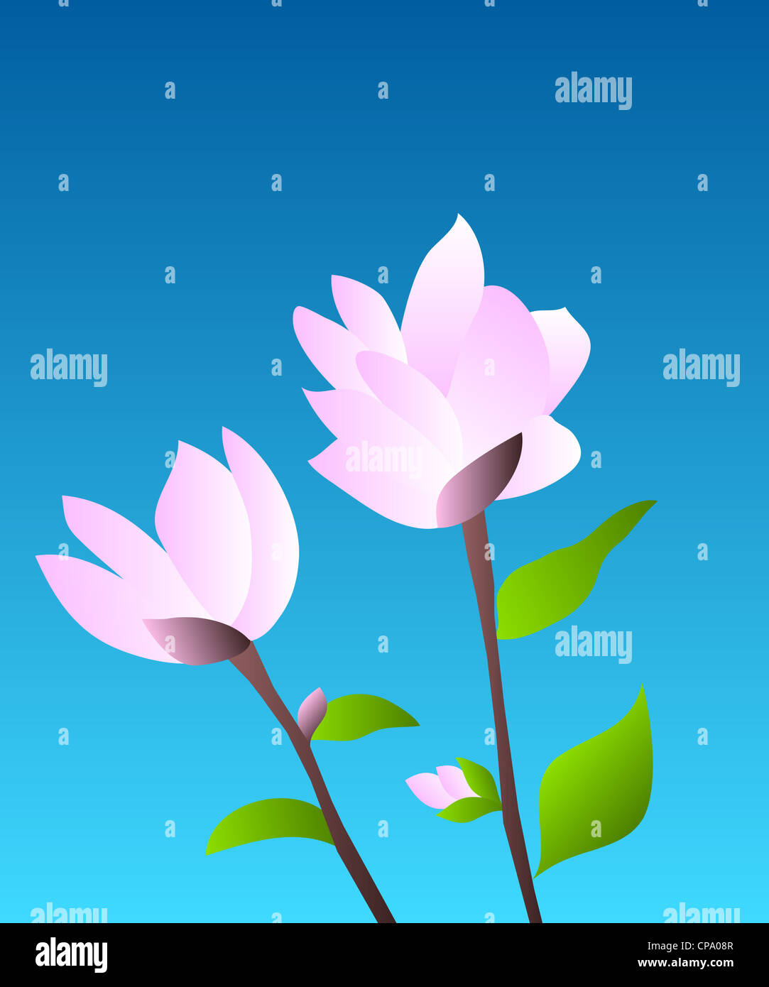 Pink magnolia flowering plant illustration on blue background Stock Photo