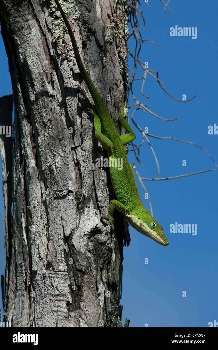 Green or Carolina Anole Lizard Anolis carolinensis on Cypress tree Taxodium distichum Florida USA Stock Photo
