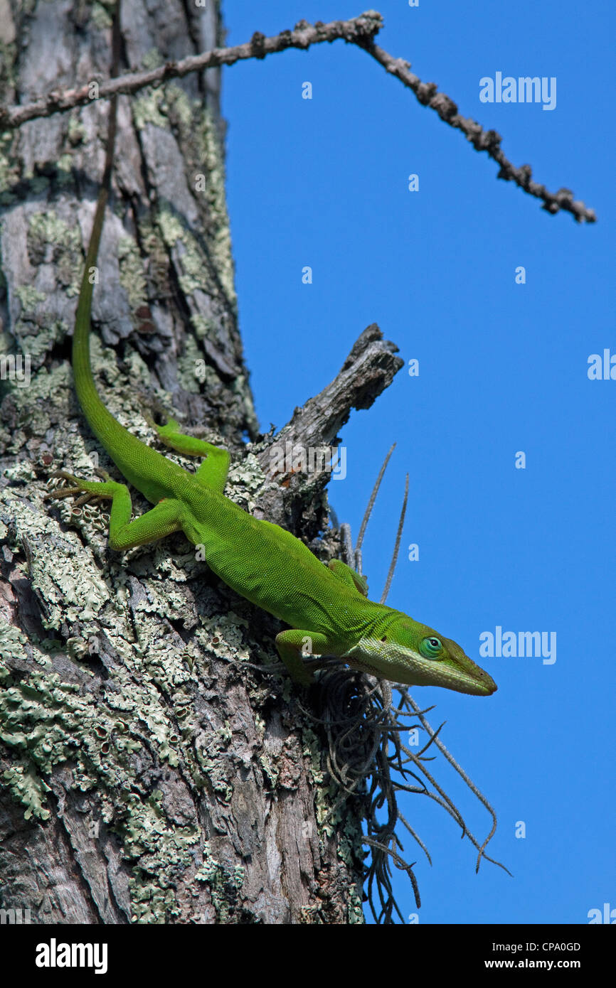 Green or Carolina Anole Lizard Anolis carolinensis on Cypress tree Taxodium distichum Florida USA Stock Photo