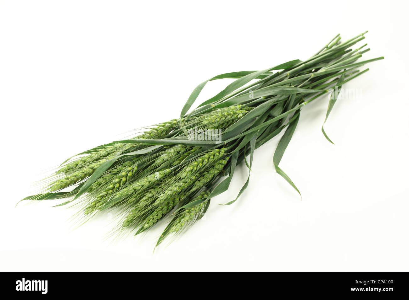 Green wheat ears,Isolated on white. Stock Photo