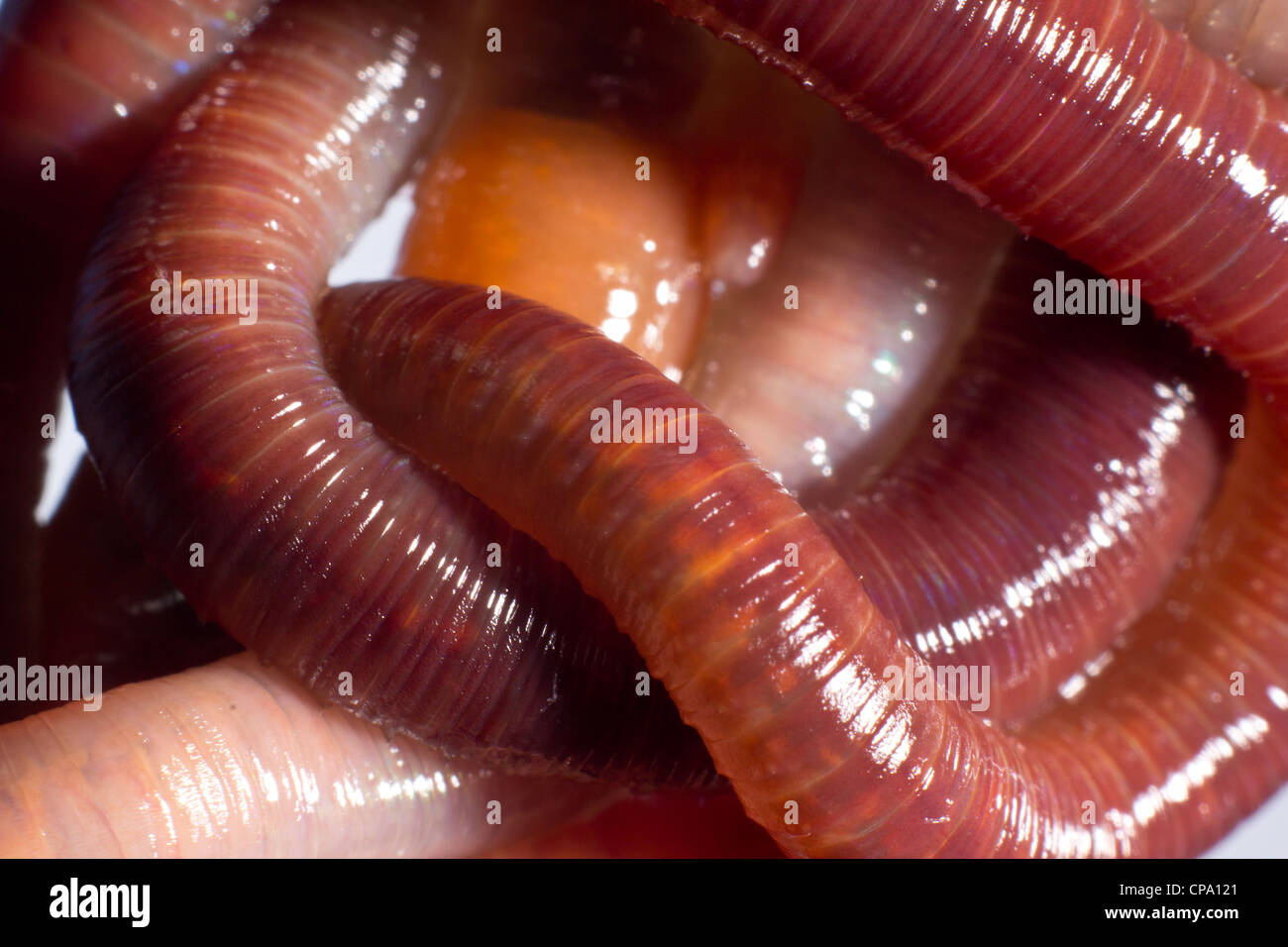 A macro picture of a couple of earthworms Stock Photo