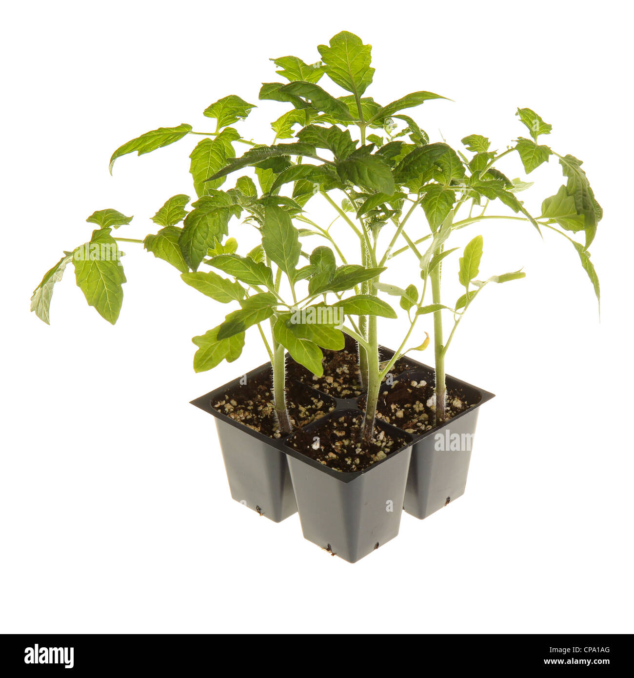 Tomato seedlings ready for transplanting square Stock Photo