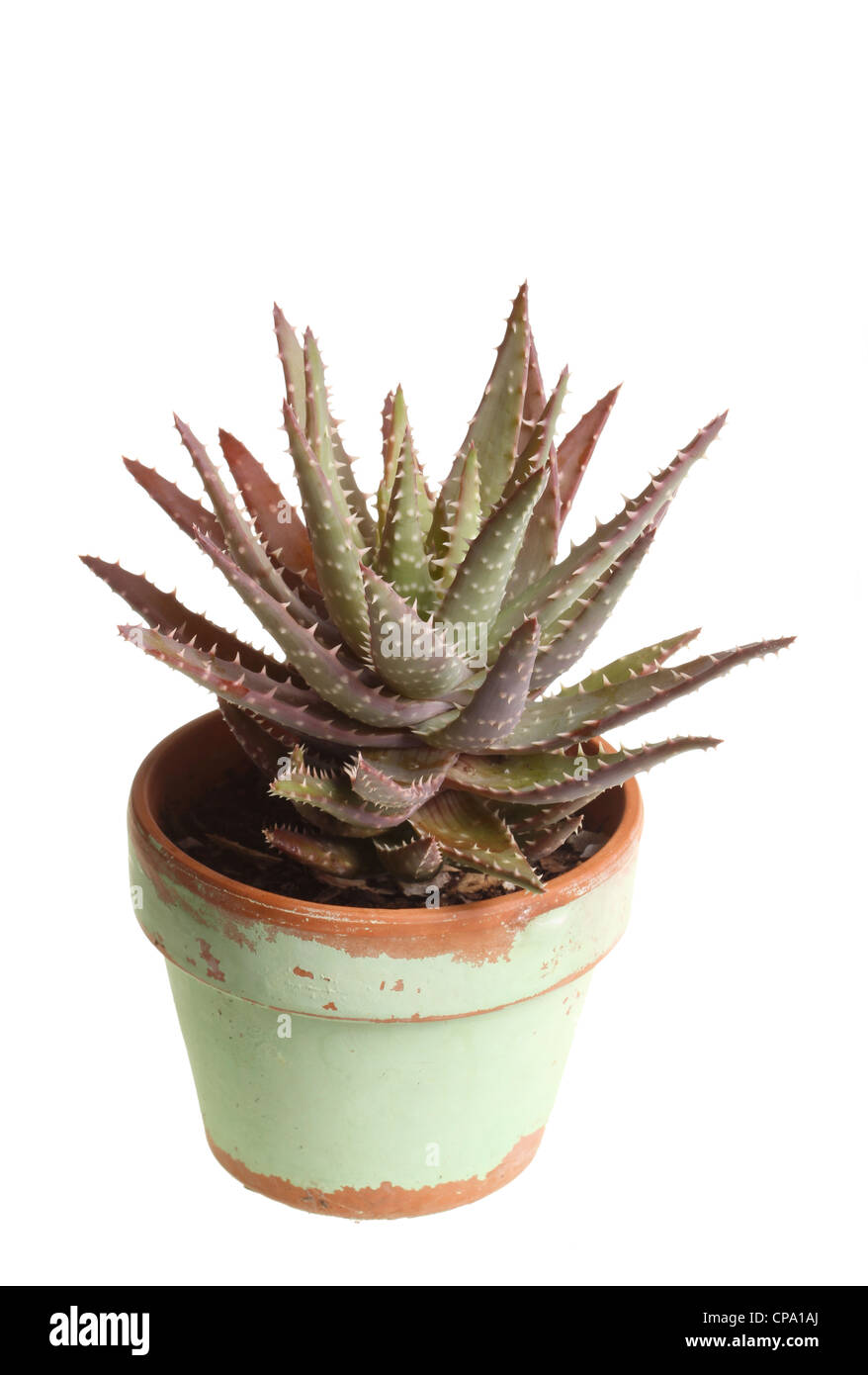 Small plant of an aloe grown in a pot on a windowsill against a white background Stock Photo