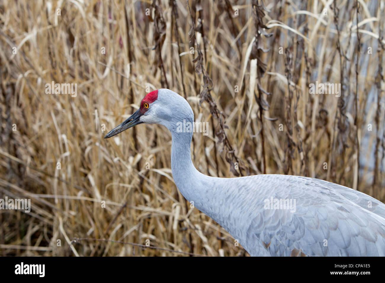 Sandhill Crane, Reifel Migratory Bird Sanctuary, Delta, B.C., Canada Stock Photo