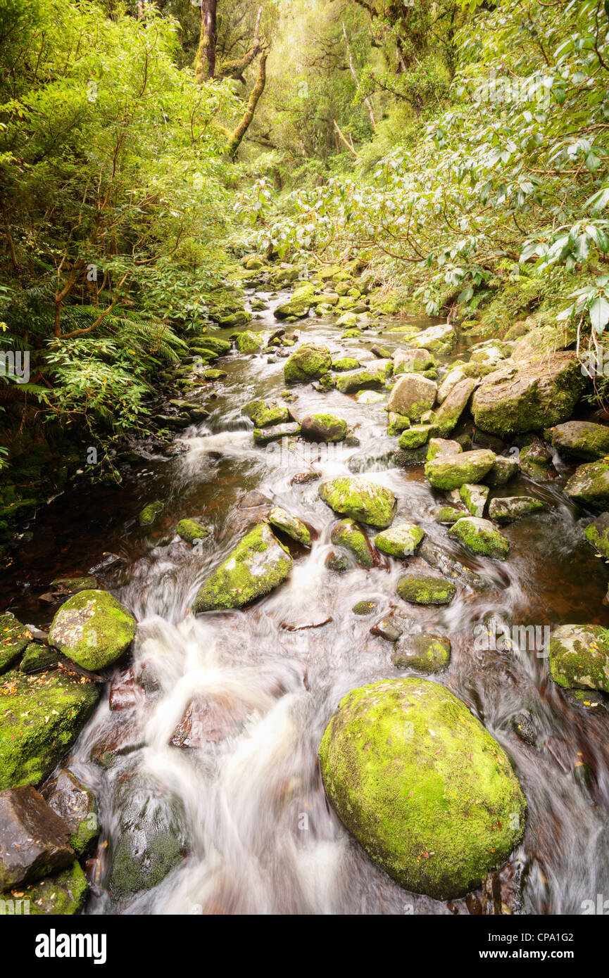 A cool, fast flowing stream in the Catlins area of New Zealand. Stock Photo