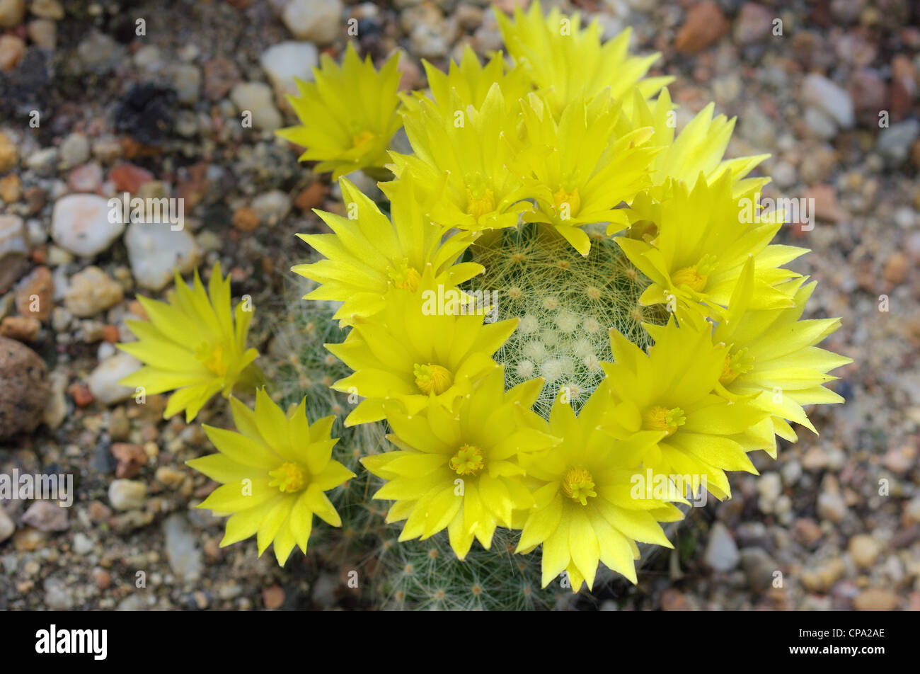 Cactus Mammillaria Mamillaria pyrrhocephala yellow blossom Stock Photo