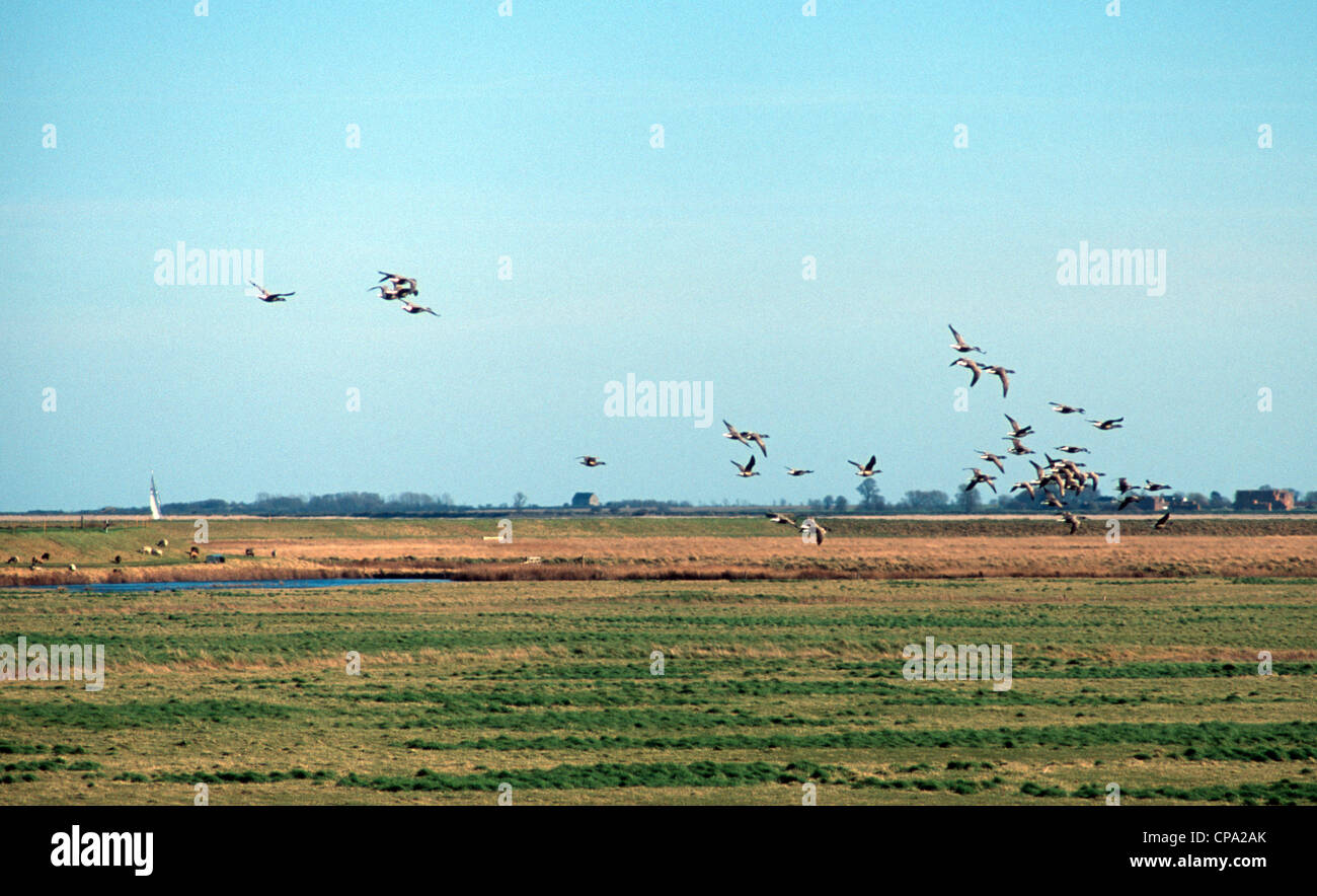 Tollesbury Marshes Essex Stock Photo Alamy