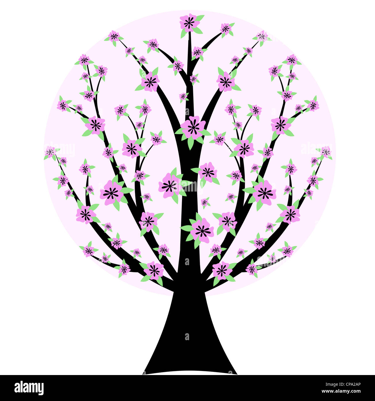 Beautiful Cherry Blossom Tree Isolated On White Background Stock