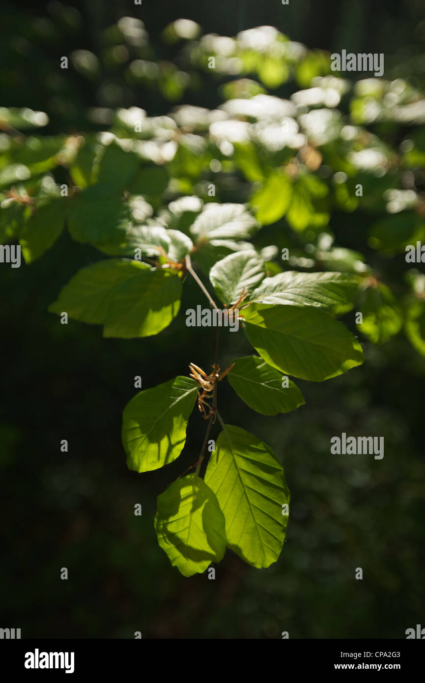 Leaves of beech tree hi-res stock photography and images - Alamy