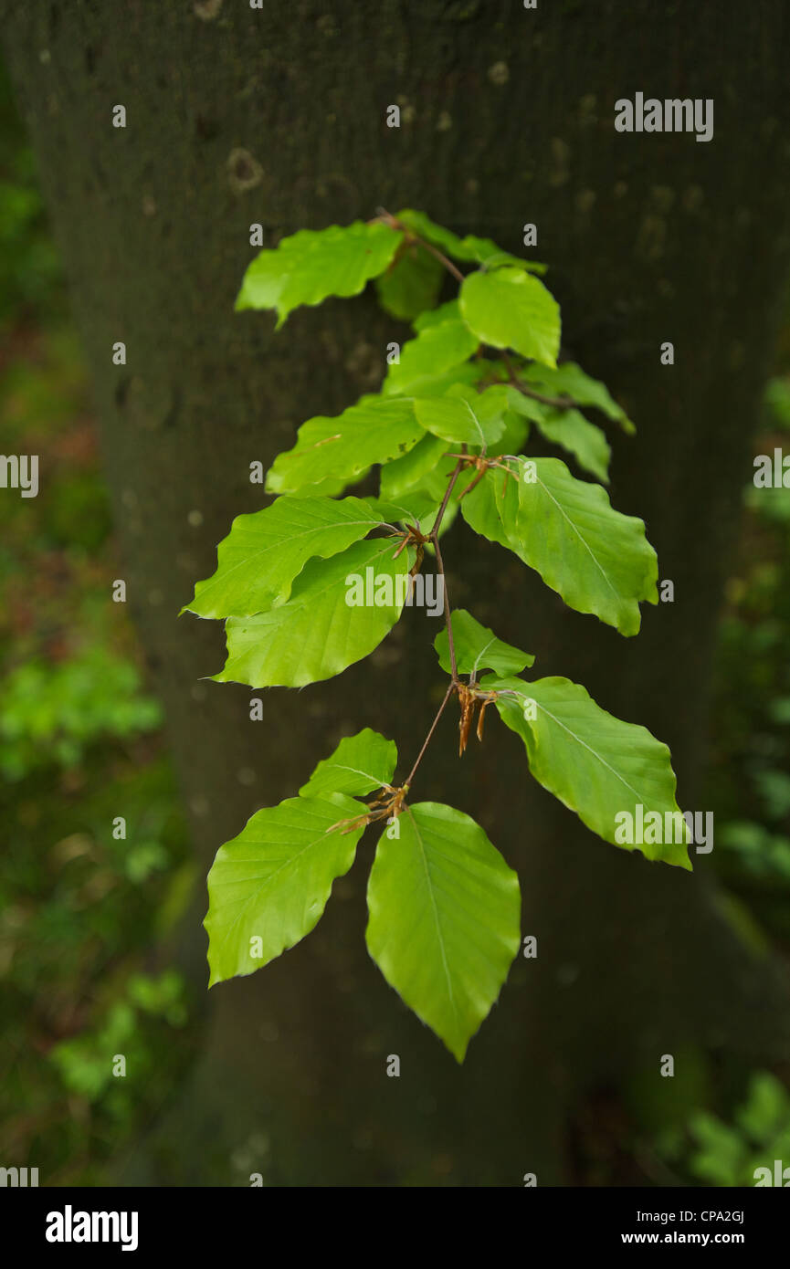Beech tree forest in spring hi-res stock photography and images - Alamy