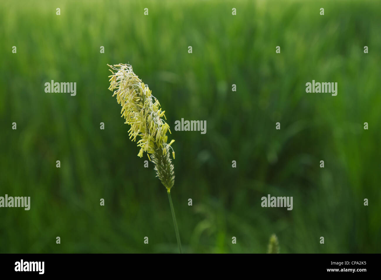 Single Meadow Foxtail Alopecurus pratensis in front of green wheat field Stock Photo