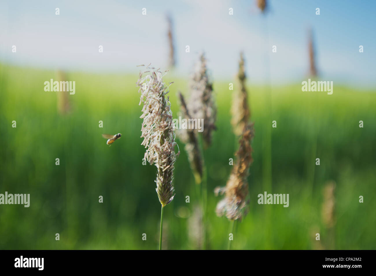 Meadow Foxtail with fly in front of wheat field Stock Photo