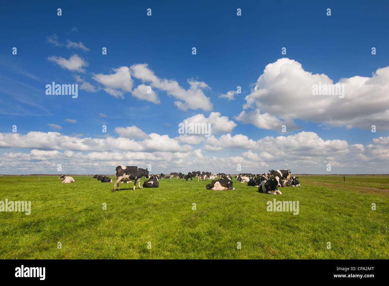 Cattle Dutch black and white cows in the meadows Stock Photo - Alamy