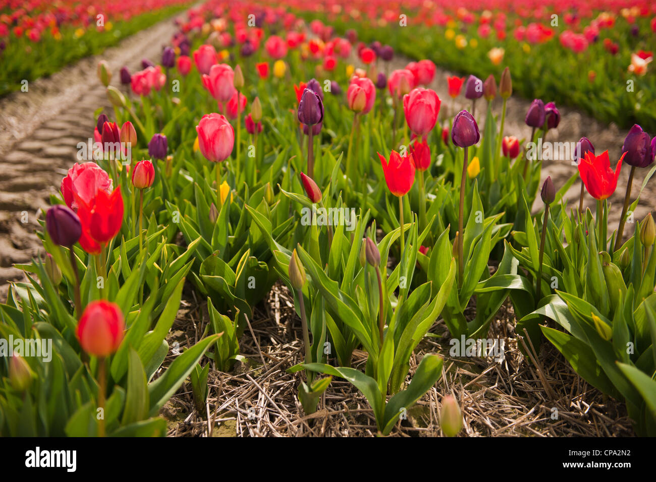 Colorful tulips in the Dutch fields Stock Photo - Alamy