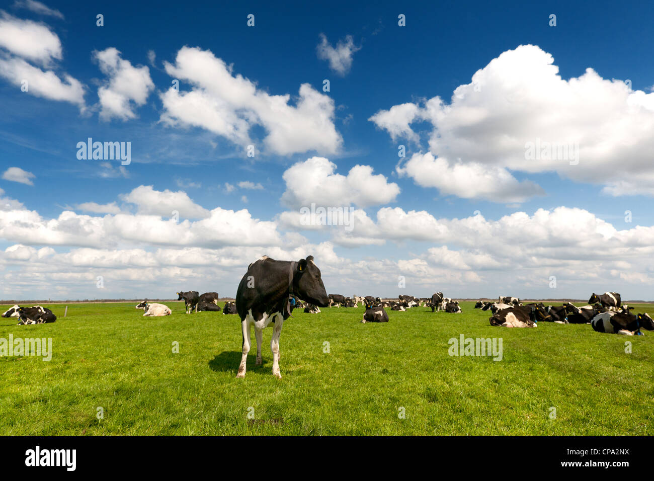 Typical Dutch landscape with black and white cows in the meadows Stock ...