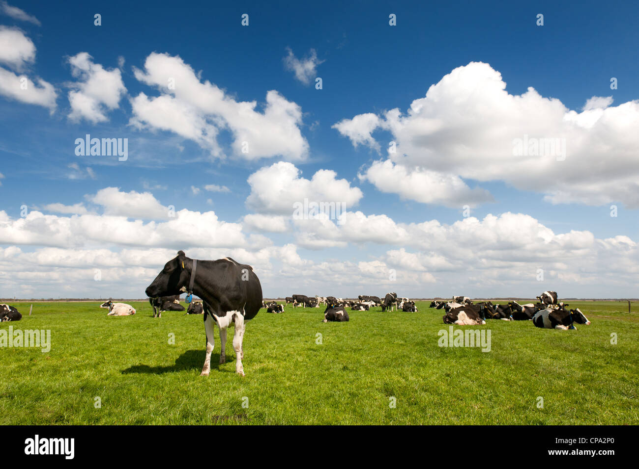 Typical Dutch landscape with black and white cows in the meadows Stock ...