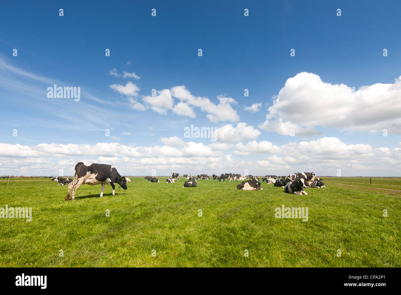 Typical Dutch landscape with black and white cows in the meadows Stock ...