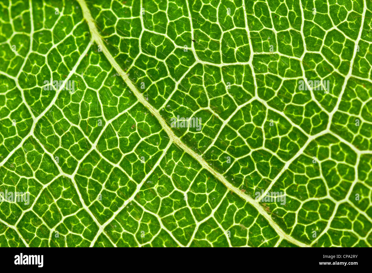Transilluminated leaf veins Stock Photo