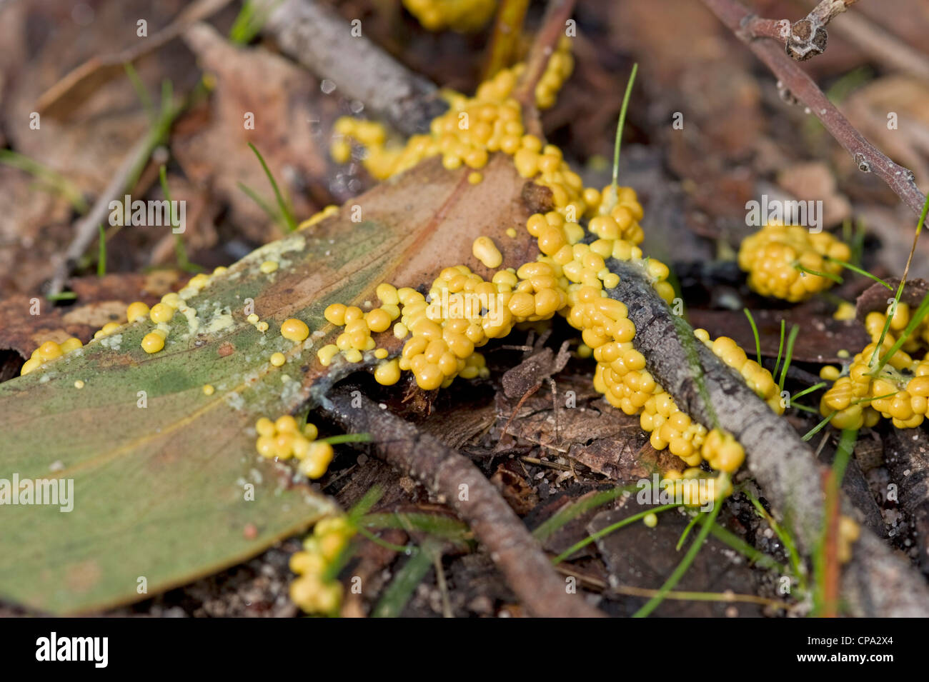 Yellow slime mould (mold) fruiting bodies Stock Photo