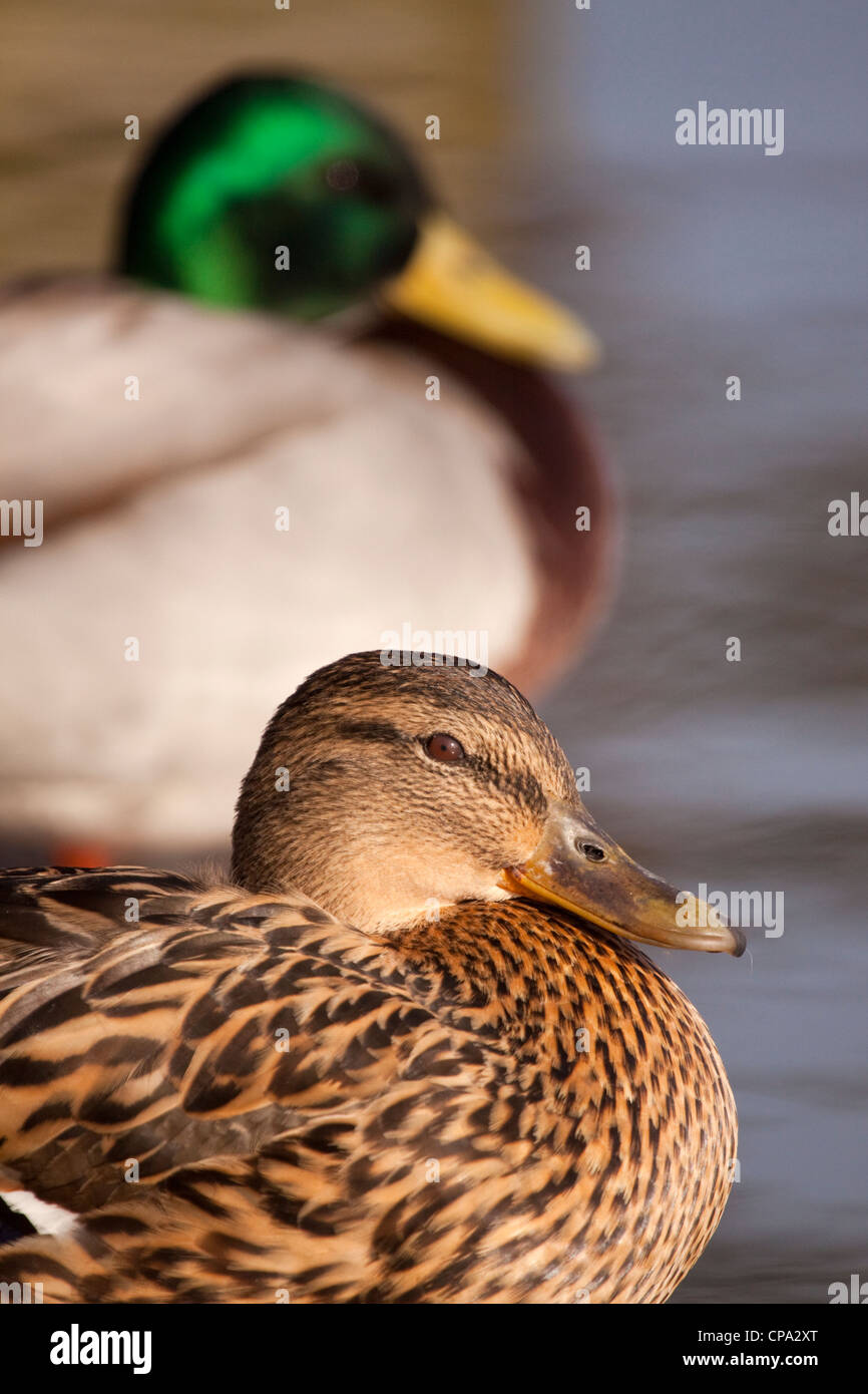 Male and Female Mallards resting, England, UK Stock Photo