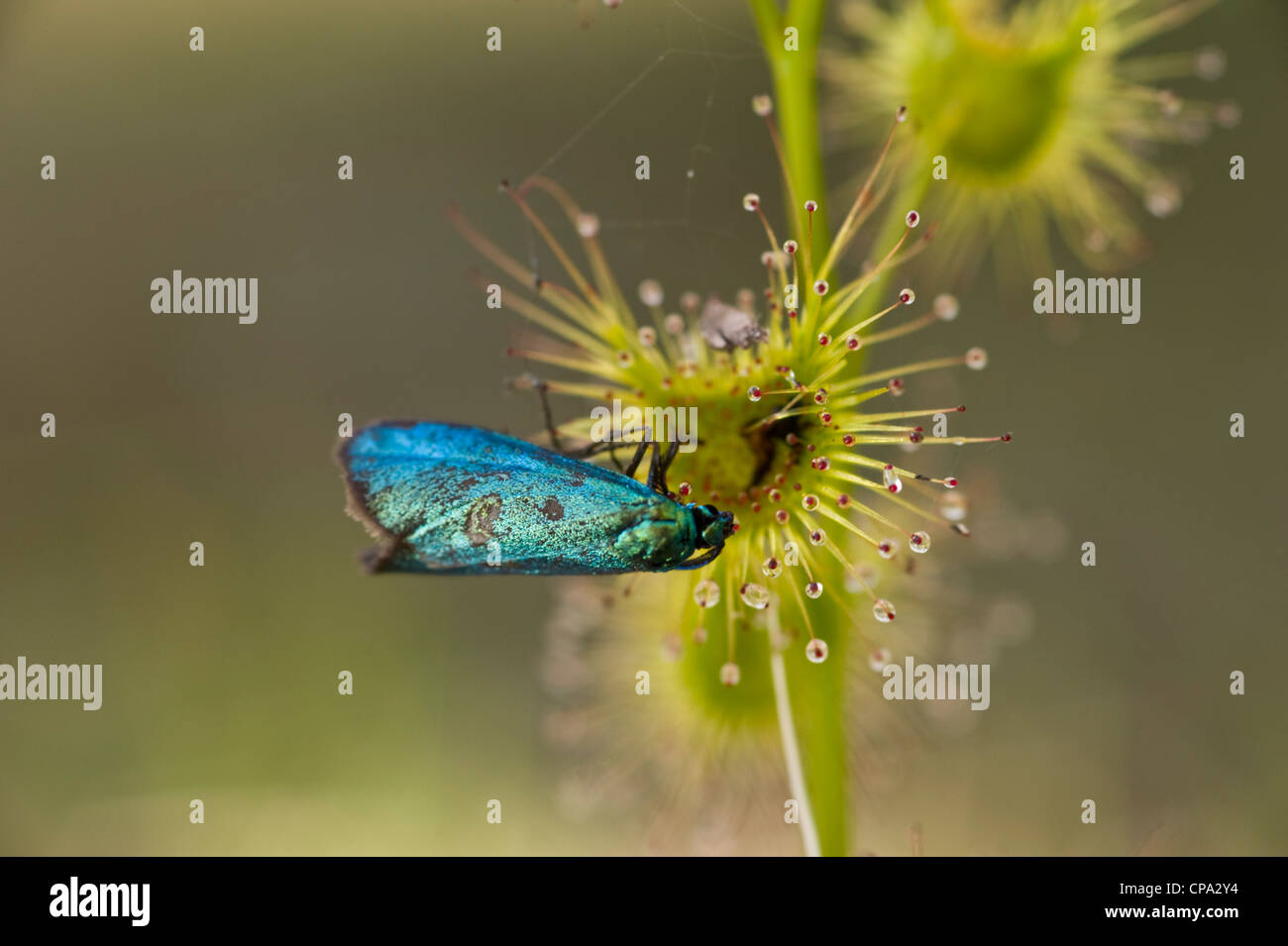 Colourful Moth Stock Photos & Colourful Moth Stock Images - Alamy