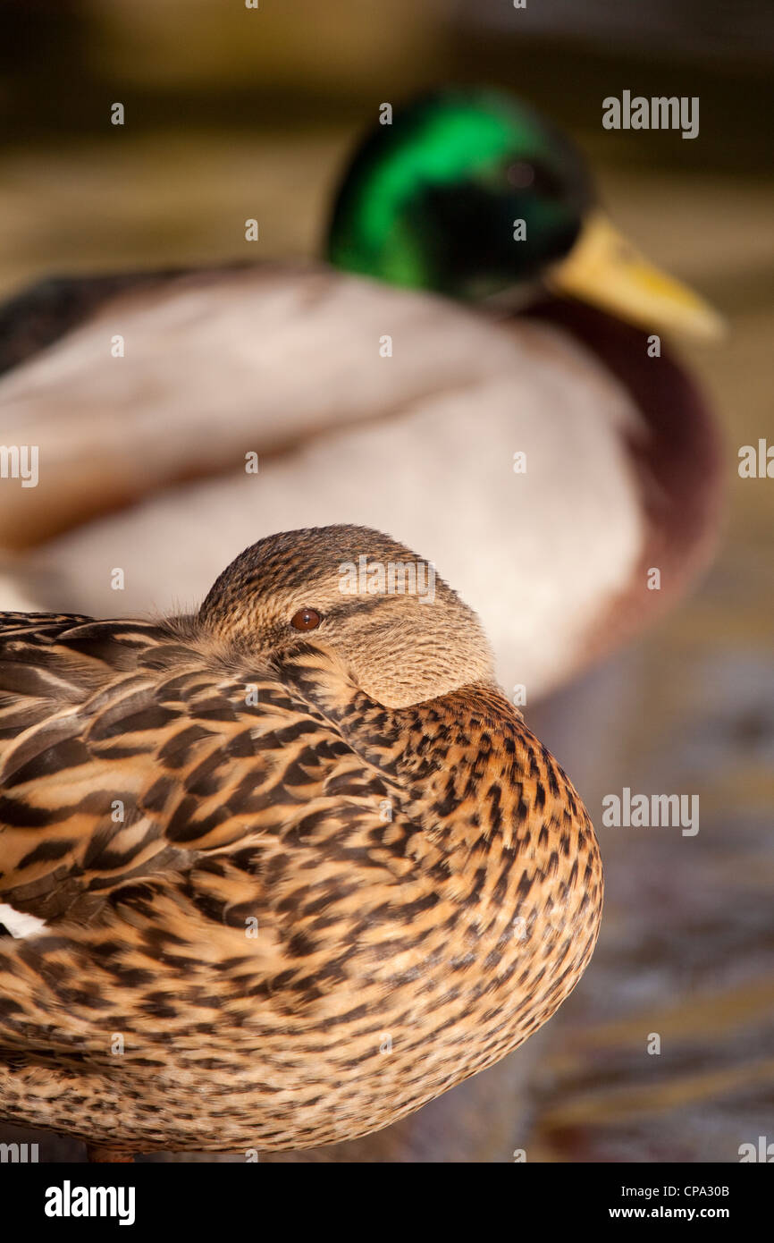 Male and Female Mallards resting, England, UK Stock Photo