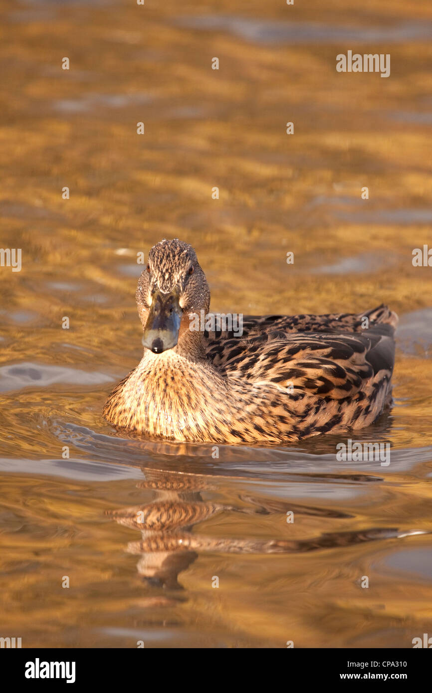 Female Mallard duck on pool, England, UK Stock Photo