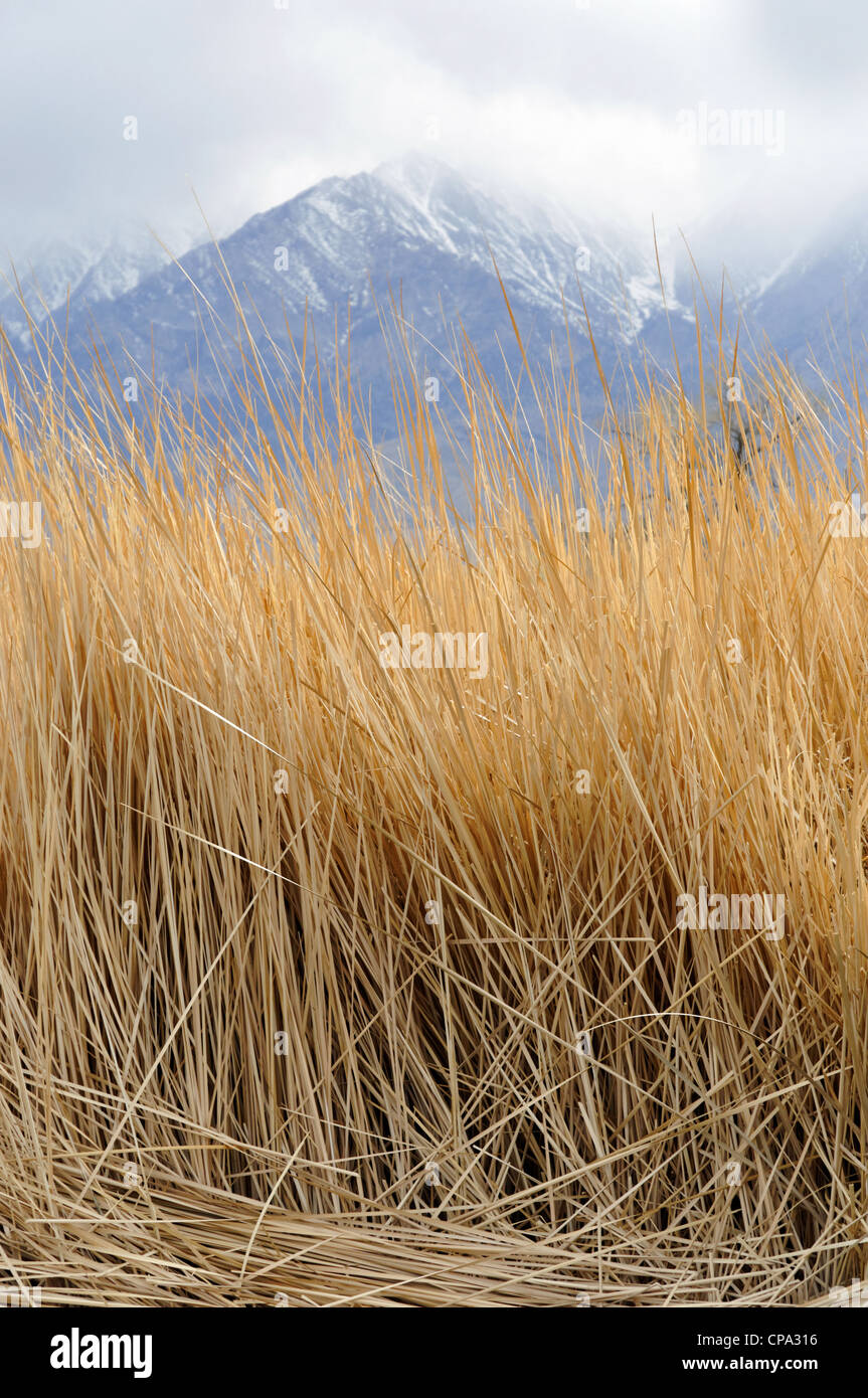 Reeds at Twin Lakes, with Sierra Nevada Mountains in background, nr Independence, California, USA. Stock Photo