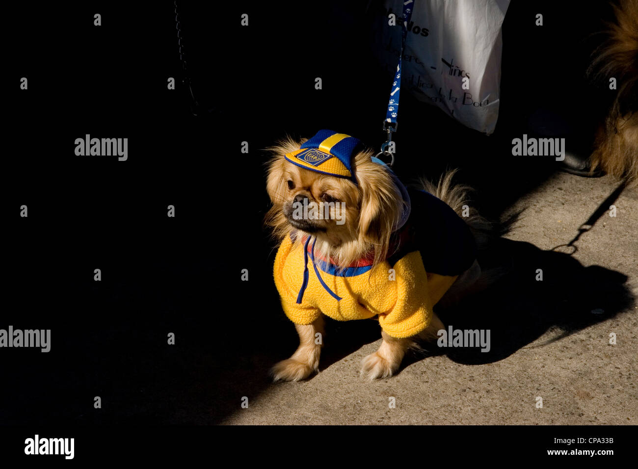 A dog in the colour's of the Argentinian football team Boca Juniors in the La Boca neighbourhood. Stock Photo