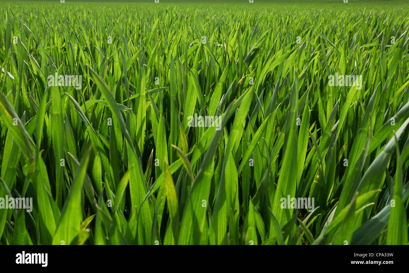 wheat crops growing in a field Stock Photo