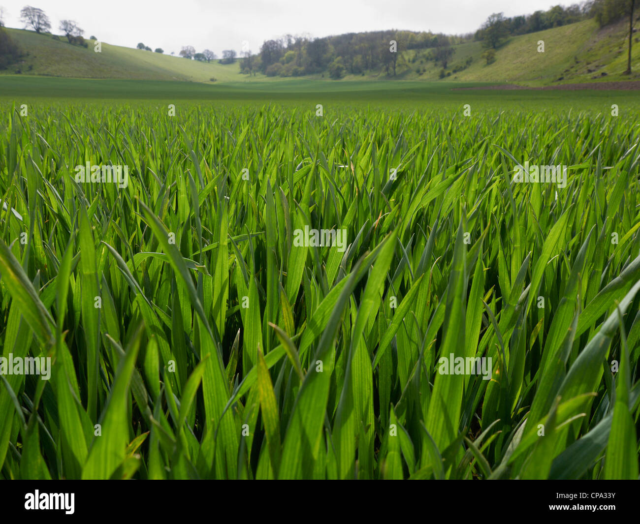 wheat crops growing in a field Stock Photo