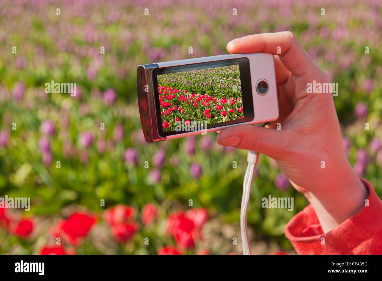 Taking pictures in the Dutch flower fields Stock Photo