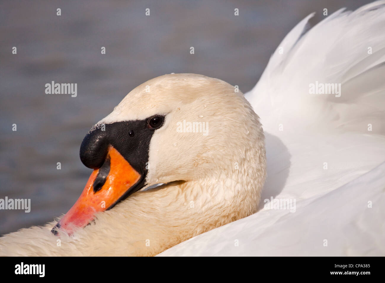 Mute swan, England, UK Stock Photo Alamy