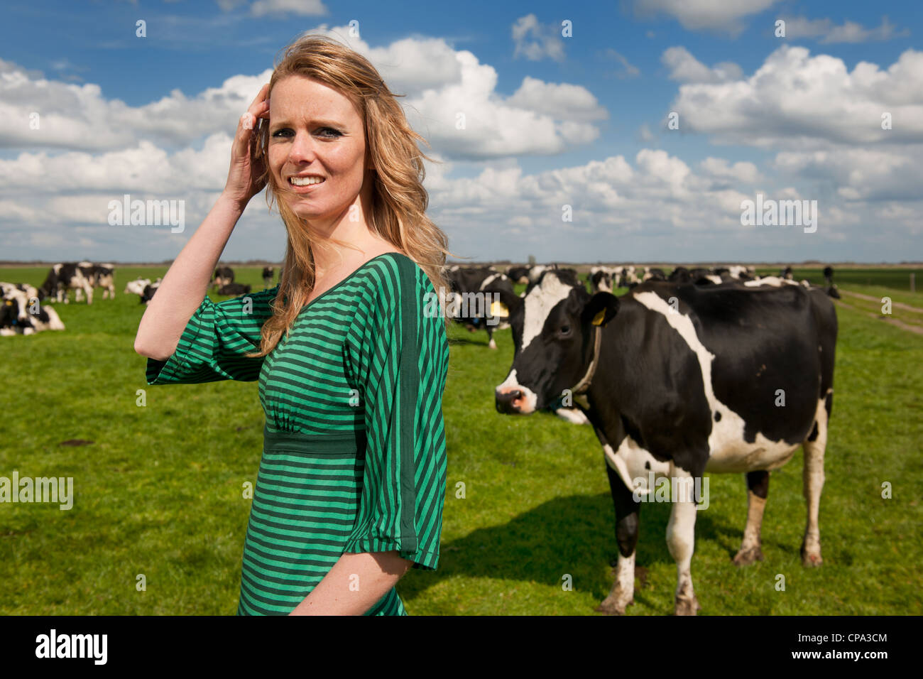 Young Blond Dutch Girl In Farm Field With Black And White Cows Stock