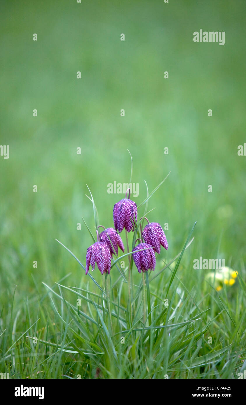 Snake's Head Fritillary in wildflower meadow, Worcestershire, England